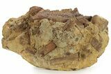 Hadrosaur Jaw, Bone & Tendons In Sandstone - Wyoming #227952-4